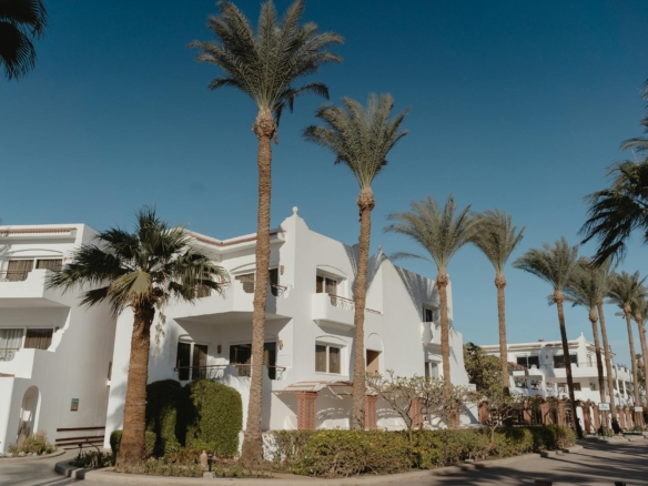 houses beside palm tress
